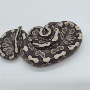 Python regius 2025 Macho GHI Lesser (25RA02M)