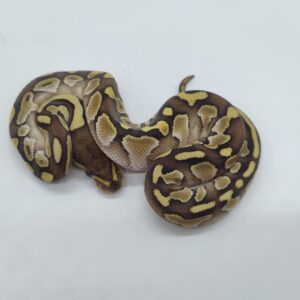 Python regius 2025 Lesser Macho (25RA03M)