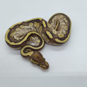 Python regius 2025 Lesser Hembra (25RA04H)