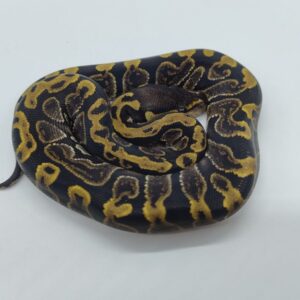 Python regius 2025 GHI Hembra (25RA06H)