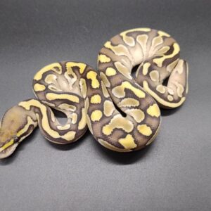 Python regius 2025 Lesser Hembra (25RA05M)
