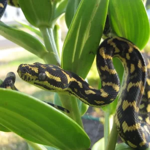 Morelia spilota 2025 Macho (25GGG)