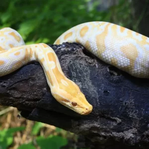 Hypo green 50 % het albino Macho 2025 (25AAA01M)