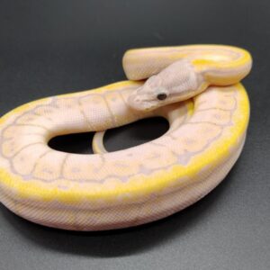 Piton regius 2025 Banana Lemon Blast Hembra (25RB01H)