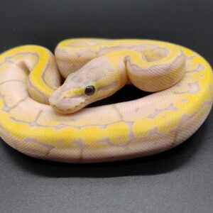 Piton regius 2025 Banana Pastel Pinstripe Macho (25RB02M)
