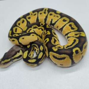 Piton regius 2025 Pastel Hembra (25RB03H)