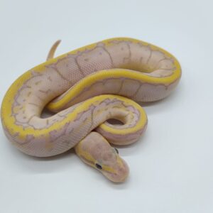 Piton regius 2025 Banana Pastel Pinstripe (25RB04)
