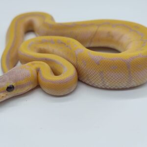 Piton regius 2025 Banana Pastel Pinstripe Macho (25RB05M)