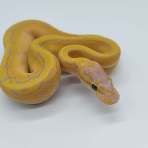 Piton regius 2025 Banana Pastel Pinstripe Macho (25RB06M)