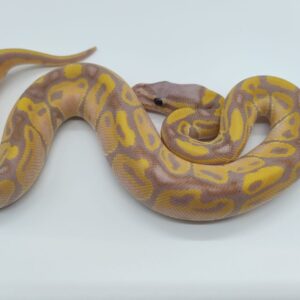 Piton regius 2025 Banana Pastel Macho (25RB07M)
