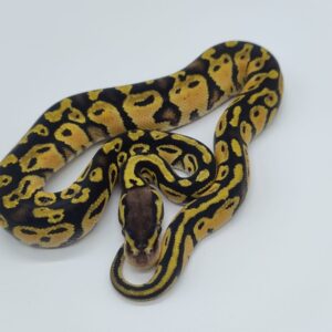 Piton regius 2025 Pastel Hembra (25RB08H)