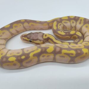 Piton regius 2025 Banana Pastel Macho (25RB09M)