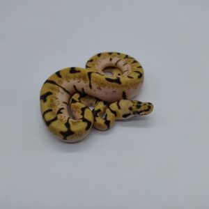 Piton regius 2025 Bumblebee Enchi Hembra (25RC01H)