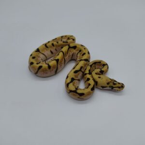 Piton regius 2025 Bumblebee Enchi Hembra (25RC02H)