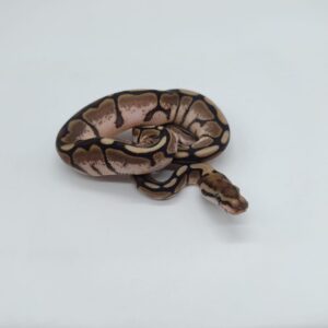 Piton regius 2025 Black pastel spider Hembra (25RC03H)