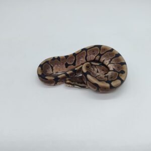 Piton regius 2025 Black pastel spider Macho (25RC04M)