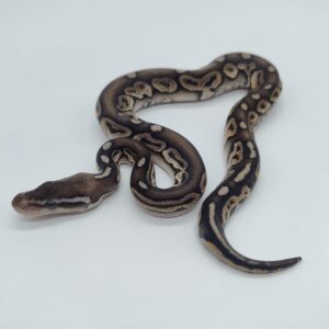 Piton regius 2025 Black pewter Macho (25RC05M)