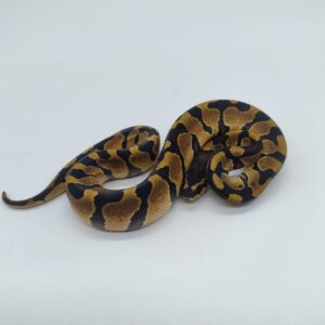 Piton regius 2025 Enchi Macho (25RC06M)