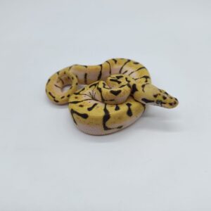 Piton regius 2025 Bumblebee Hembra (25RC07H)