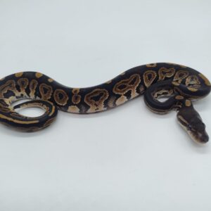 Piton regius 2025 Black pastel Macho (25RC08M)