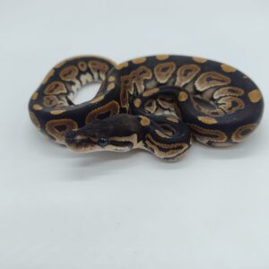 Piton regius 2025 Black pastel Hembra (25RC09H) RESERVADA