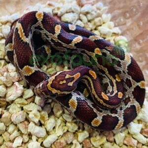 Pantherophis guttatus 2025 Nominal (25DDDDH)