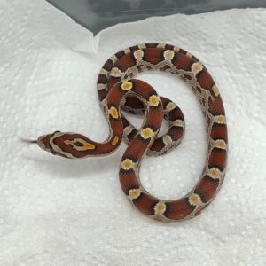 Pantherophis guttatus 2025 Nominal het albino (25GC)