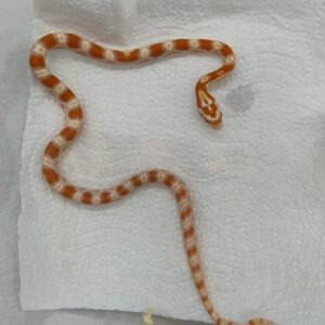 Pantherophis guttatus 2025 Albino het anery (25GA)