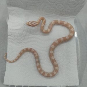 Pantherophis guttatus 2025 Snow (25GA)