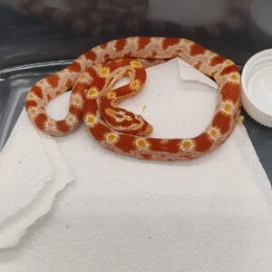 Pantherophis guttatus 2025 Albino het anery (25GA)