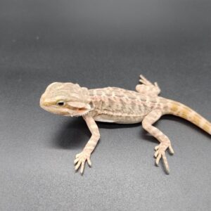 Pogona vitticeps 2025 Letherback Hembra