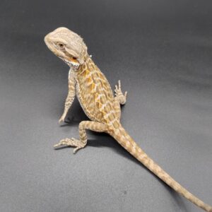 Pogona vitticeps 2025 Letherback Macho