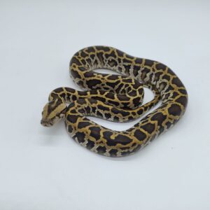 Python bivittatus 2025 Nominal het granito Macho