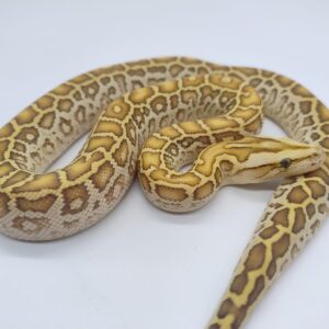 Python bivittatus 2025 Hypo het granito Macho