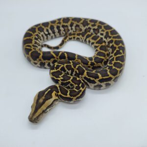 Python bivittatus 2025 Nominal het granito Hembra
