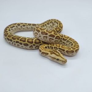 Python bivittatus 2025 Hypo het granito Macho
