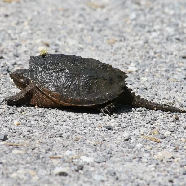 common-snapping-turtle-chelydra-serpentina-5