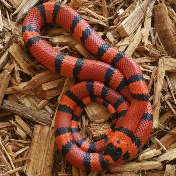 honduran-milk-snake