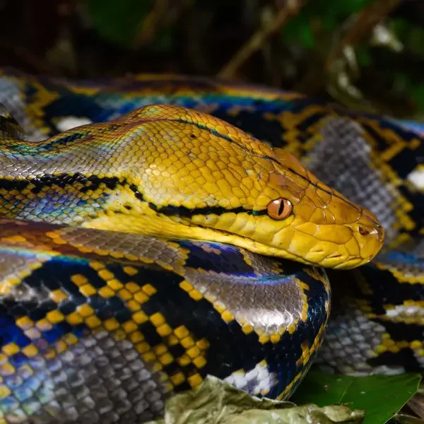 malayopython-reticulatus-reticulated-python-kaeng-krachan-district-phetchaburi-province (1)