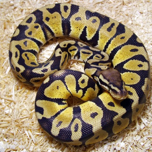python_regius_pastel